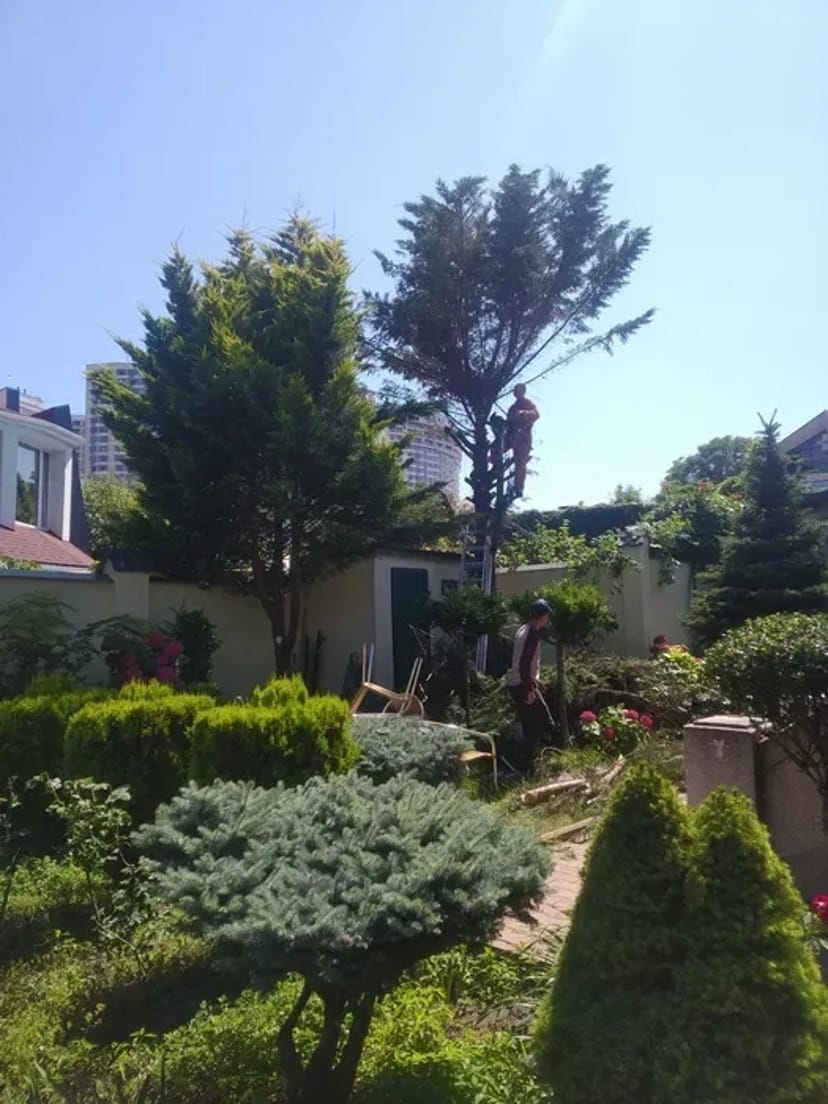 Стрижка хвойних, туй, чагарників, живоплоту. Садівник