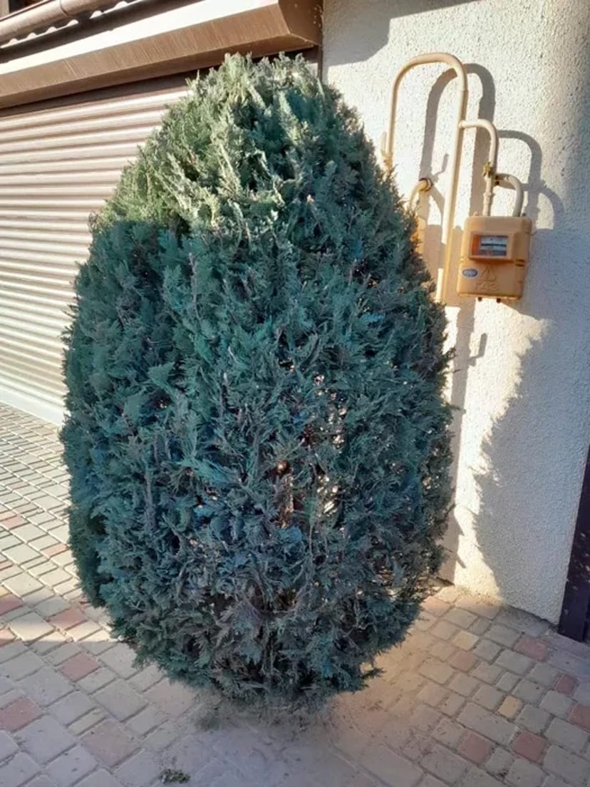 Стрижка хвойних, туй, чагарників, живоплоту. Садівник