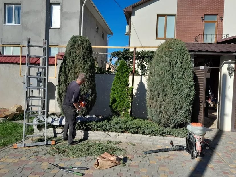 Стрижка хвойних, туй, чагарників, живоплоту. Садівник