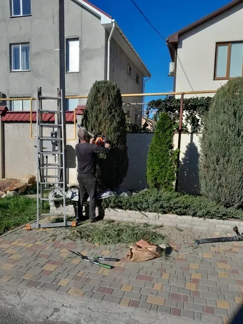 Стрижка хвойних, туй, чагарників, живоплоту. Садівник