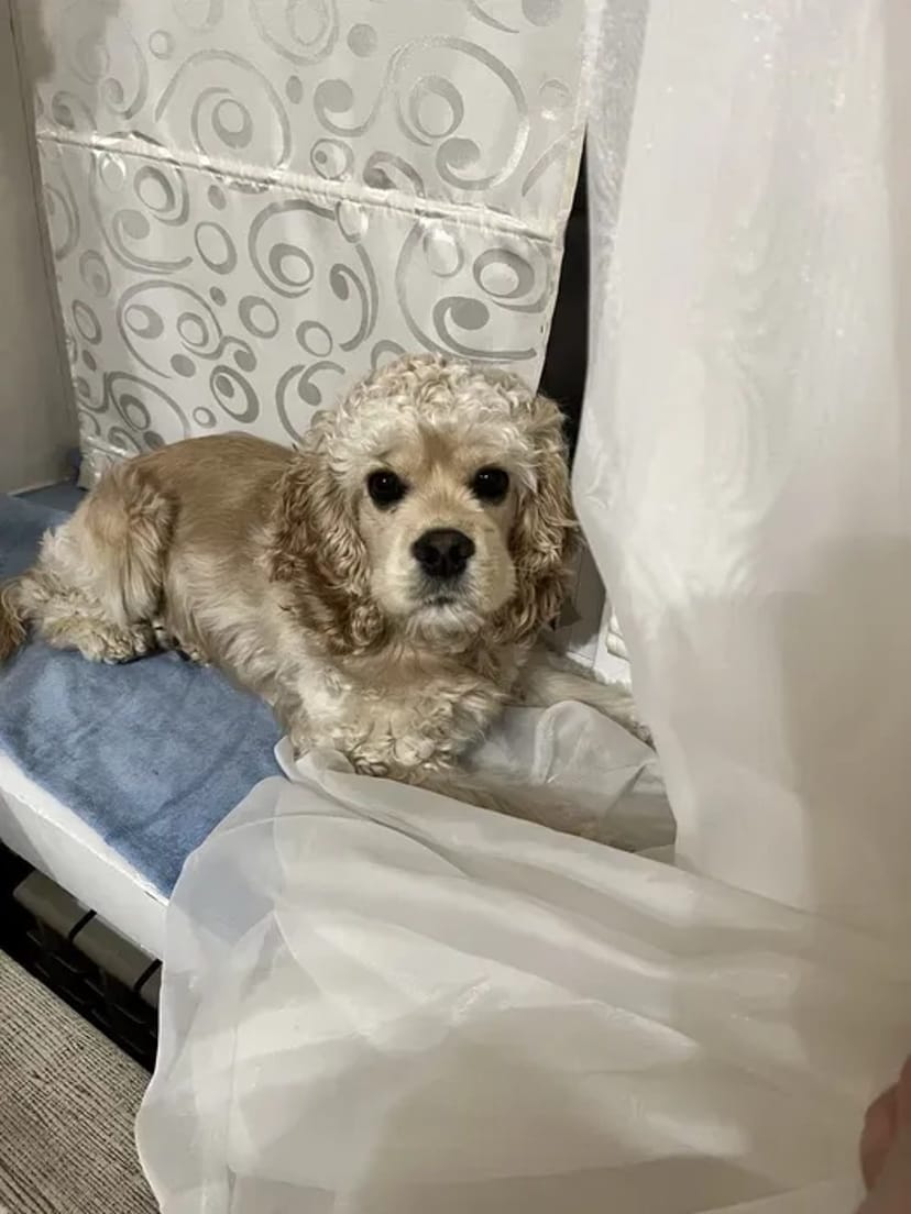 В'язка. Красунчик кокапу шукає наречену