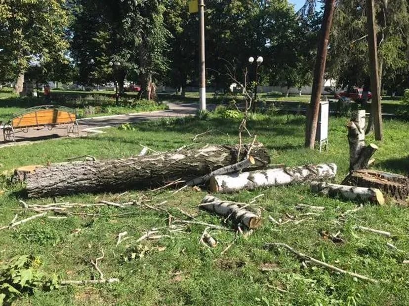 Зрізання дерев, зачистка земельних паїв від чагарників, зріжем дерево