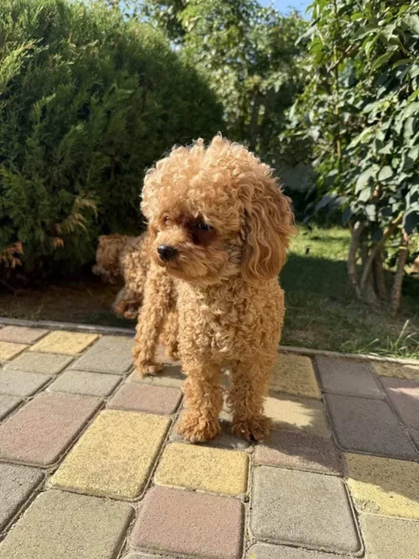 Maltipoo для в’язки