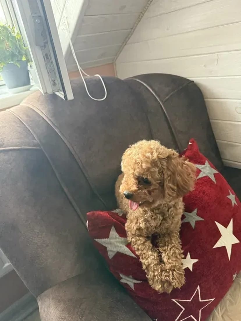 Maltipoo для в’язки