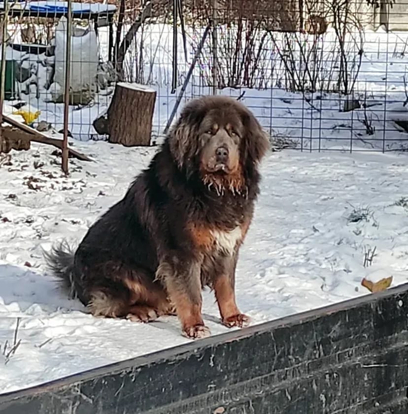 Тибетський Мастиф BLUE & TAN В'язка