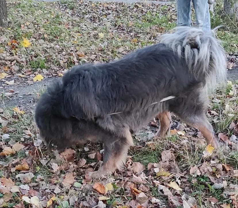 Тибетський Мастиф BLUE & TAN В'язка