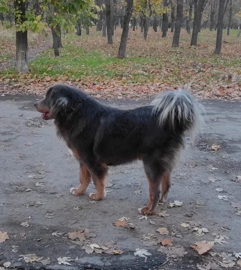 Тибетський Мастиф BLUE & TAN В'язка