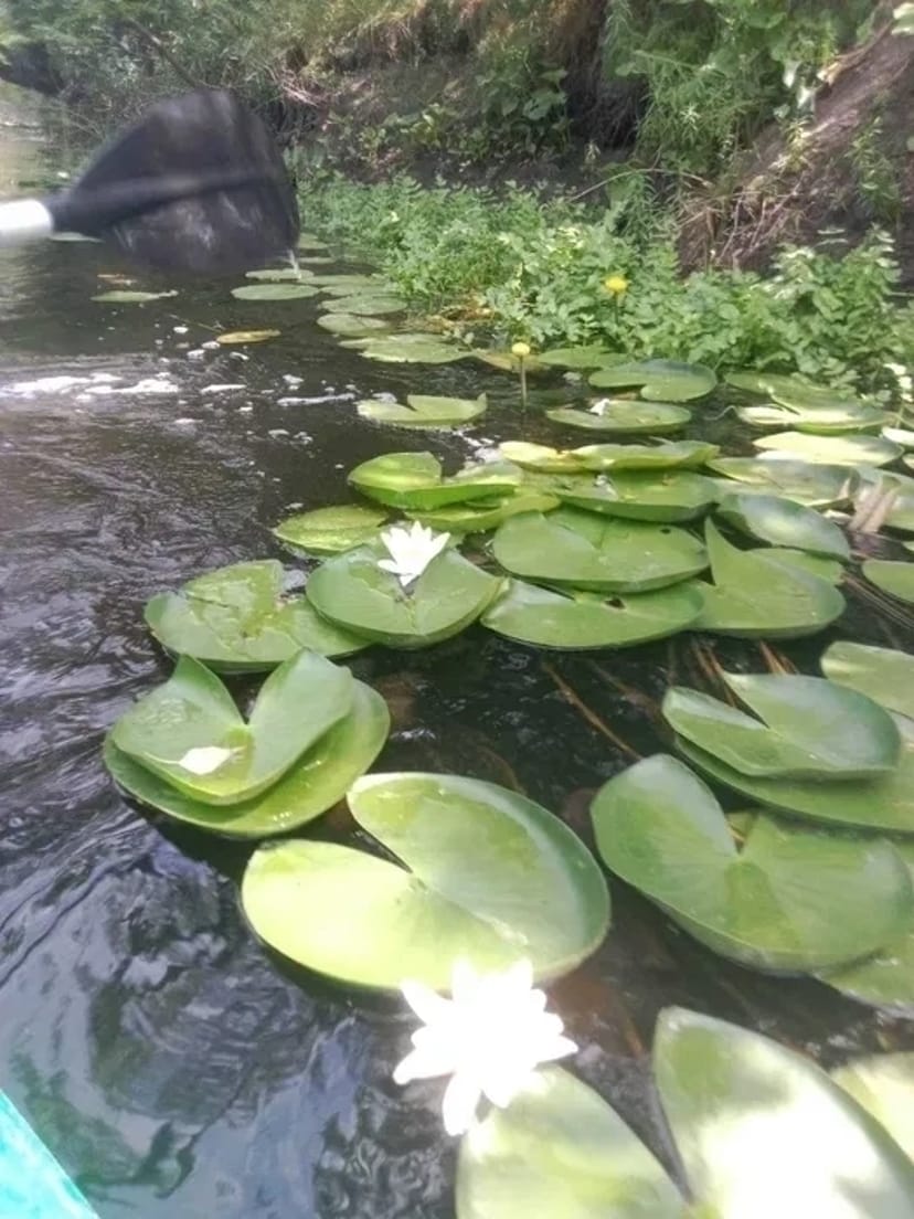 Байдарки/каякі в Царичанці/турінг/сплав по р. Оріль від 600 грн/1 особ