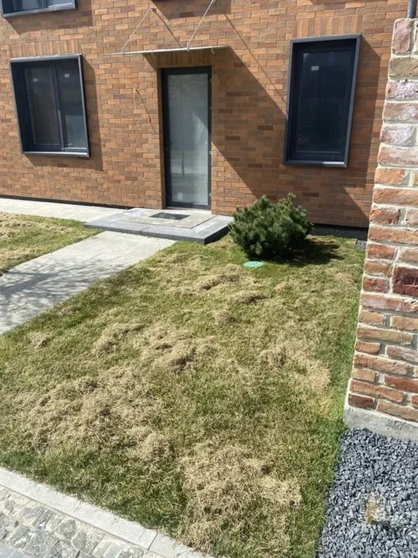 Аерація, Вичісування та відновлення газону – здоровий трав’яний покрив