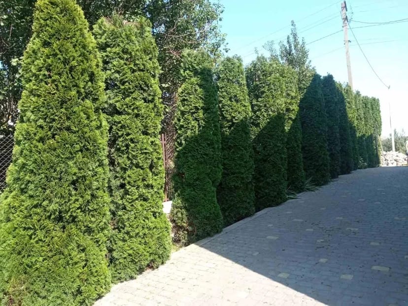 Стрижка чистка туй/ялівців