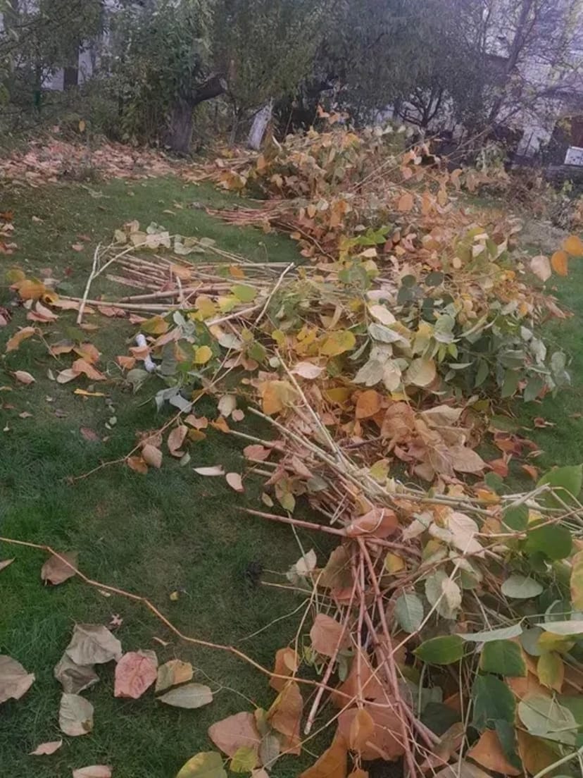 Розчищення ділянки демонтаж валка обрізка дерев корчування екскаватор