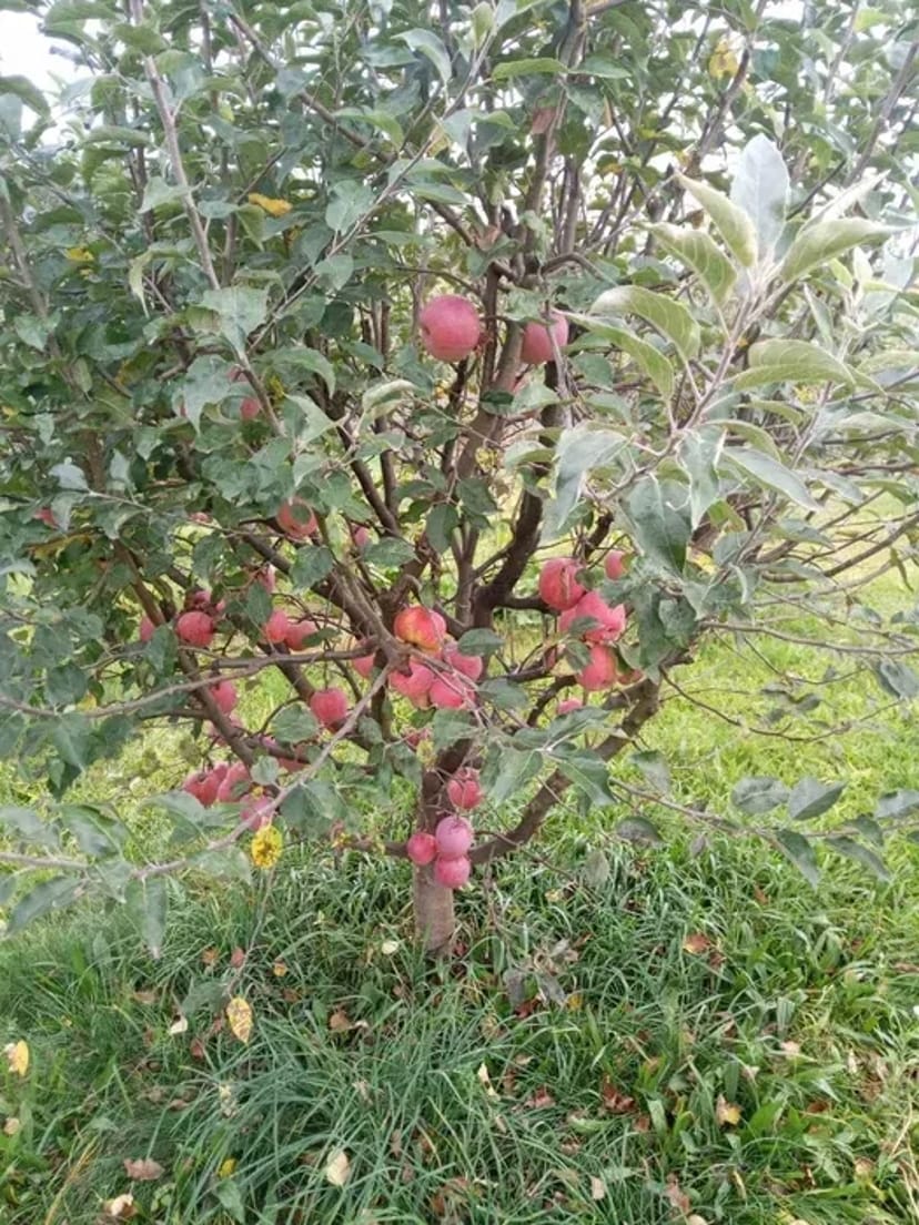 Розчищення ділянки демонтаж валка обрізка дерев корчування екскаватор