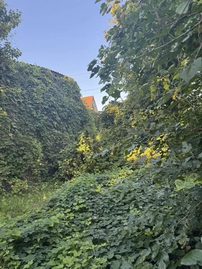 Розчищення ділянки демонтаж валка обрізка дерев корчування екскаватор