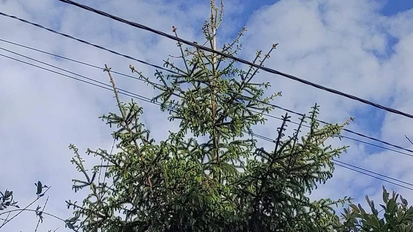 Благоустрій розчистка участка уборка покосити бур'ян зрізати дерево