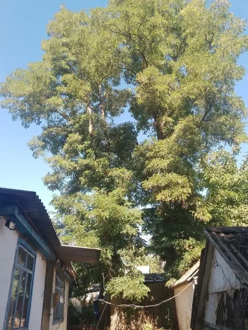 Благоустрій розчистка участка уборка покосити бур'ян зрізати дерево