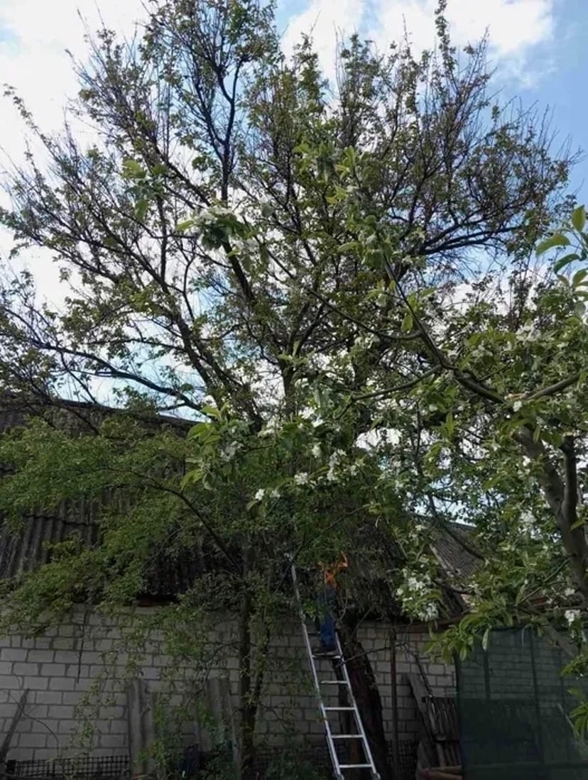 Спил та розпил дерев на дрова. Швидко та безпечно!