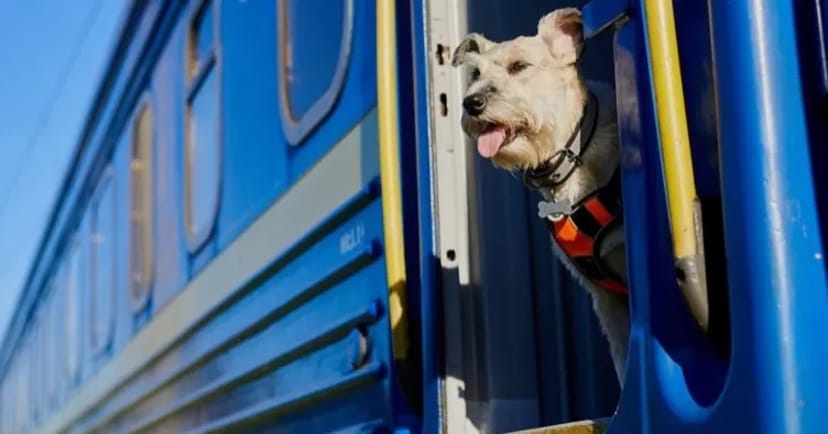 Допомога у перевезенні тварин до Європи та по Україні від 1 500 грн.