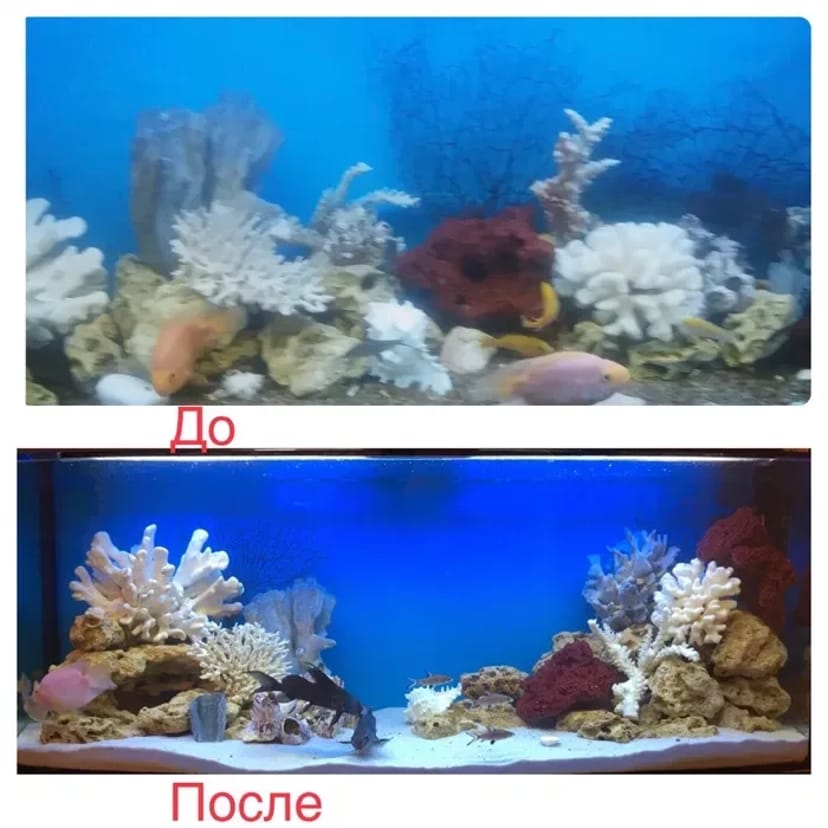 Услуги аквариумиста. Уход за аквариумом. 700 грн. Договірна