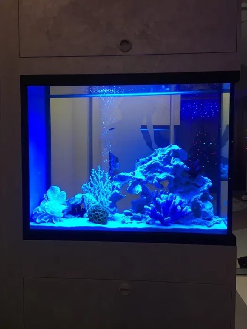 Услуги аквариумиста. Уход за аквариумом. 700 грн. Договірна