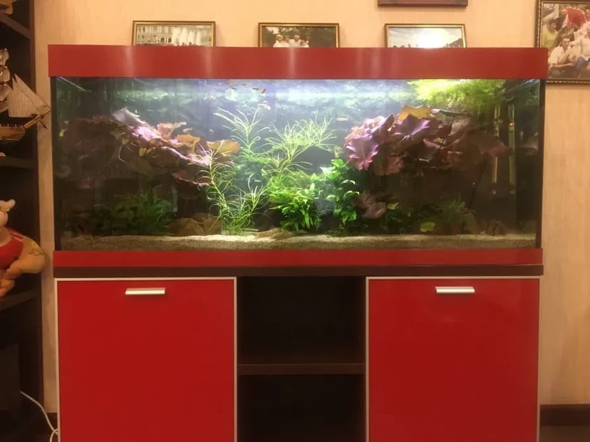 Услуги аквариумиста. Уход за аквариумом. 700 грн. Договірна