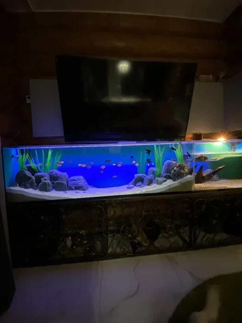 Услуги аквариумиста. Уход за аквариумом. 700 грн. Договірна