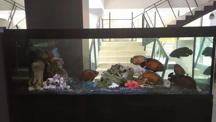 Услуги аквариумиста. Уход за аквариумом. 700 грн. Договірна