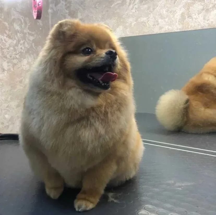 ГРУМІНГ собак та котів , на будь-який смак, породний грумінг, салонний, Азійський стиль, креативний грумінг