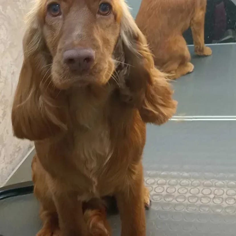 ГРУМІНГ собак та котів , на будь-який смак, породний грумінг, салонний, Азійський стиль, креативний грумінг