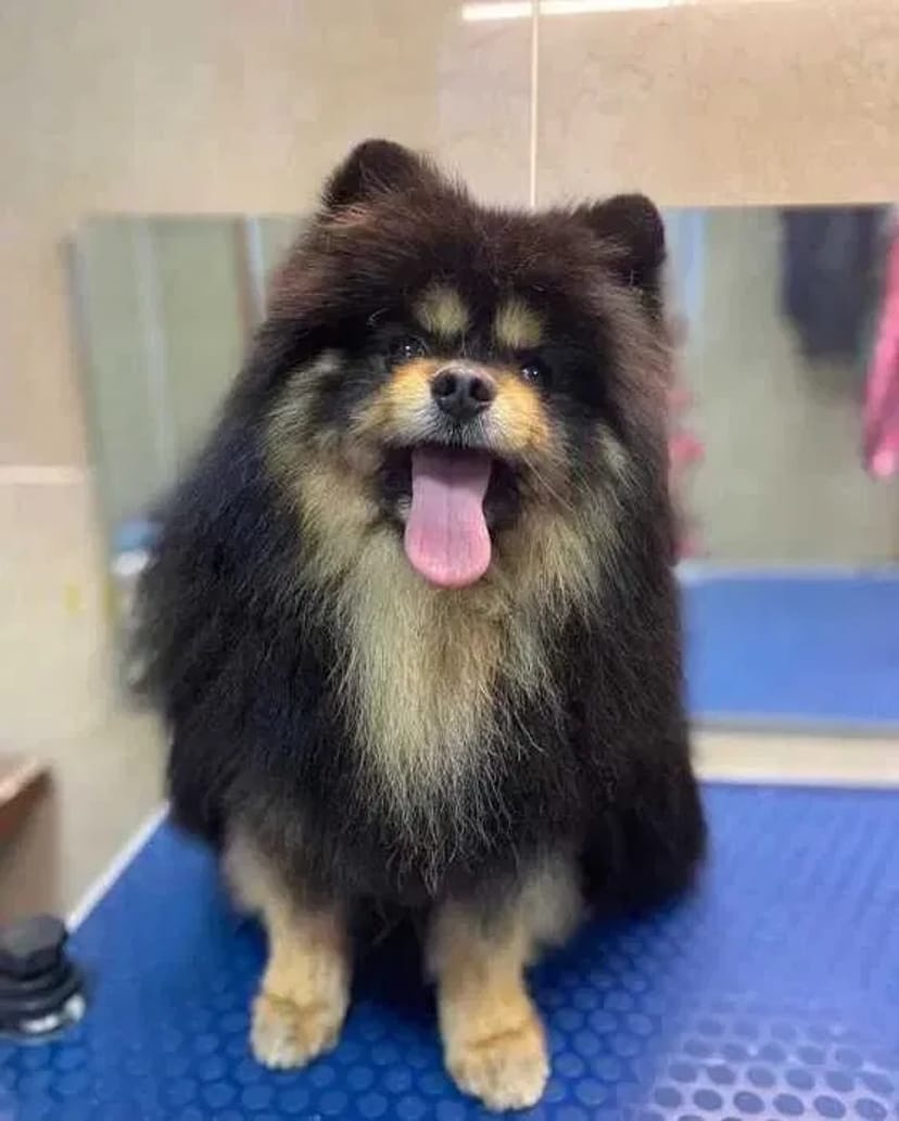 ГРУМІНГ собак та котів , на будь-який смак, породний грумінг, салонний, Азійський стиль, креативний грумінг