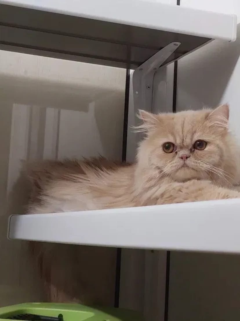 Перетримка цілодобово від 75 грн коти, собаки, гризуні