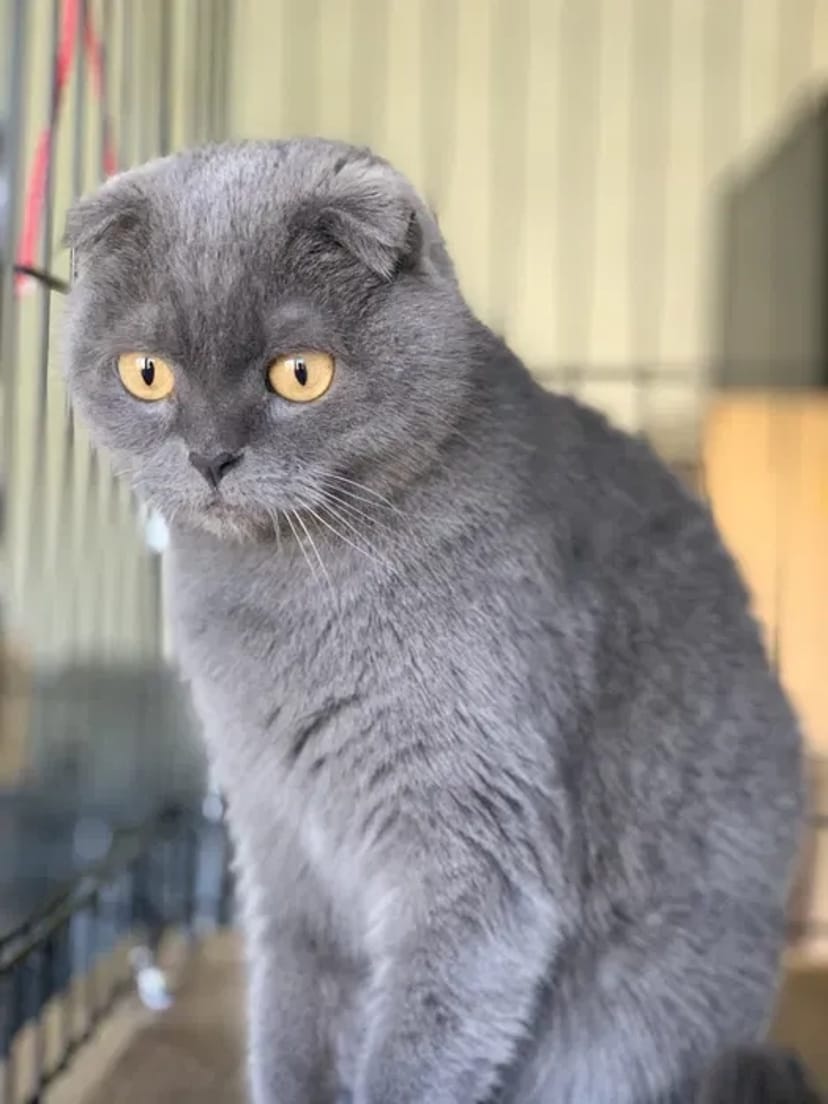 Перетримка цілодобово від 75 грн коти, собаки, гризуні