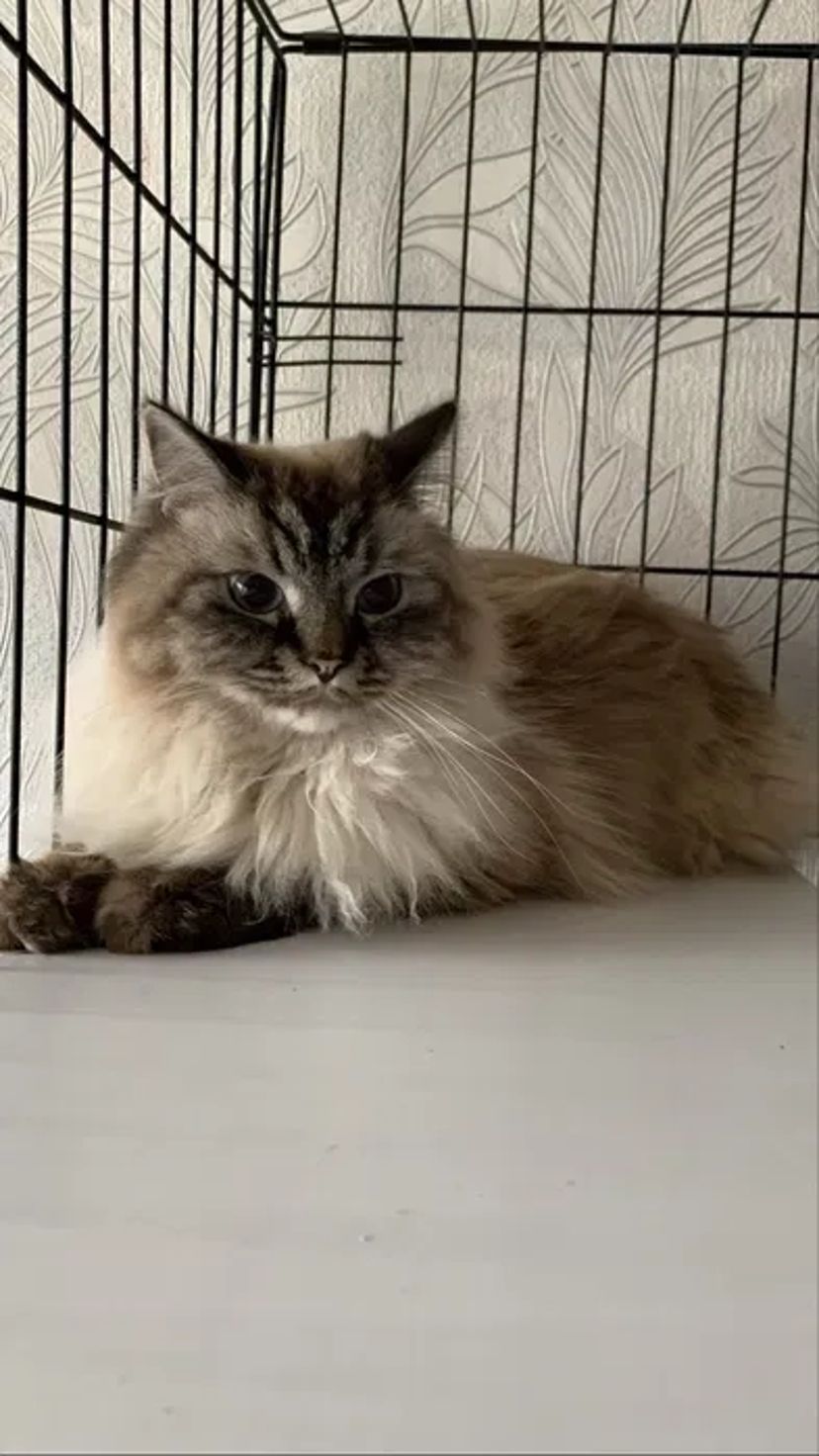 Перетримка цілодобово від 75 грн коти, собаки, гризуні