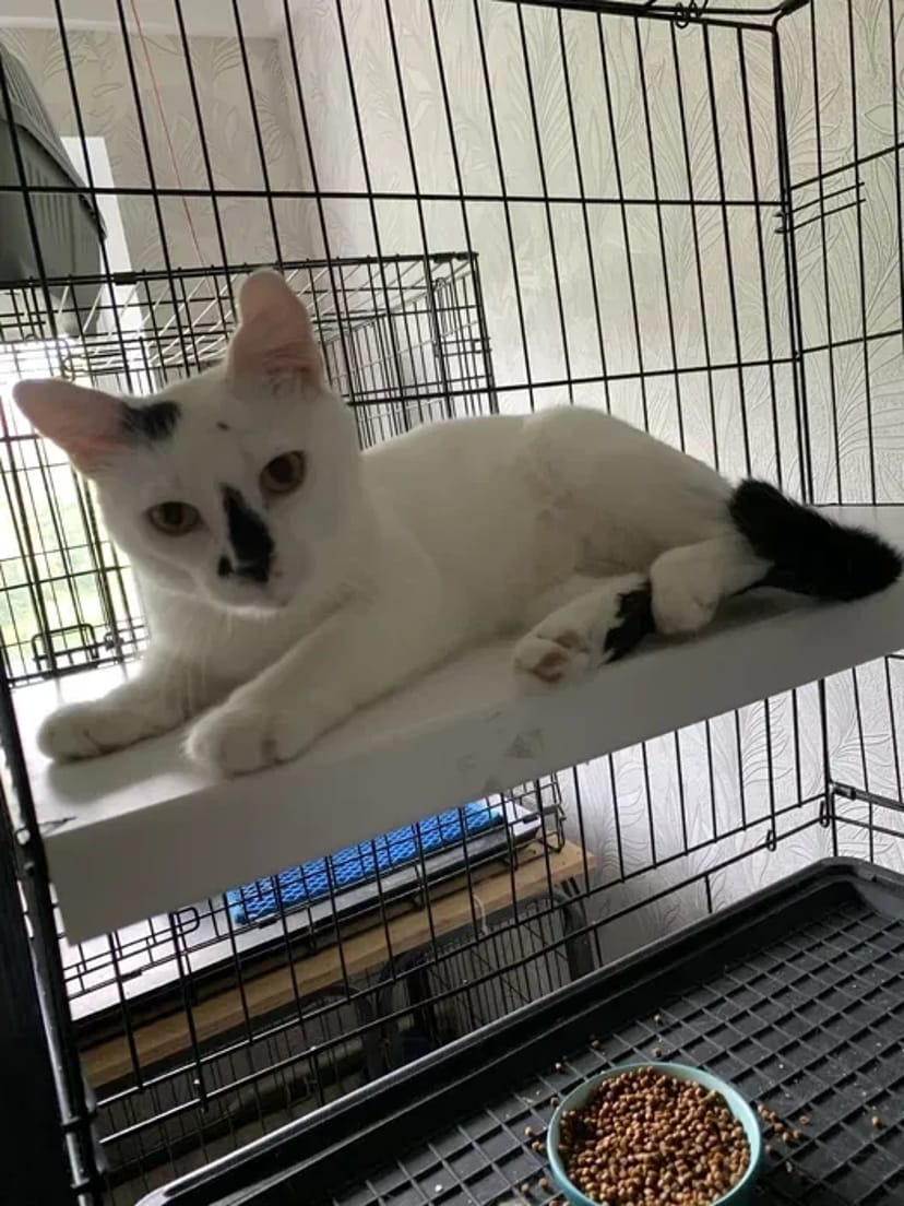 Перетримка цілодобово від 75 грн коти, собаки, гризуні