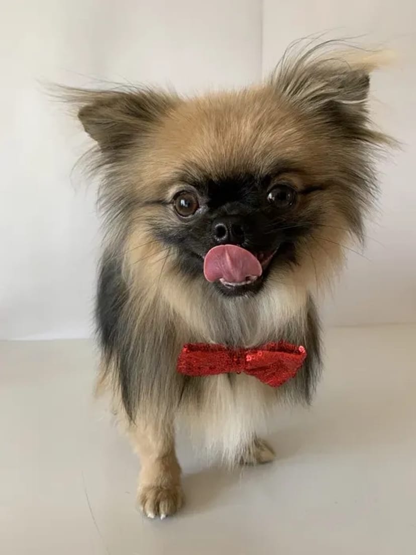 Грумінг Березняки: Стрижка собак та котів. Професійно та з любов'ю