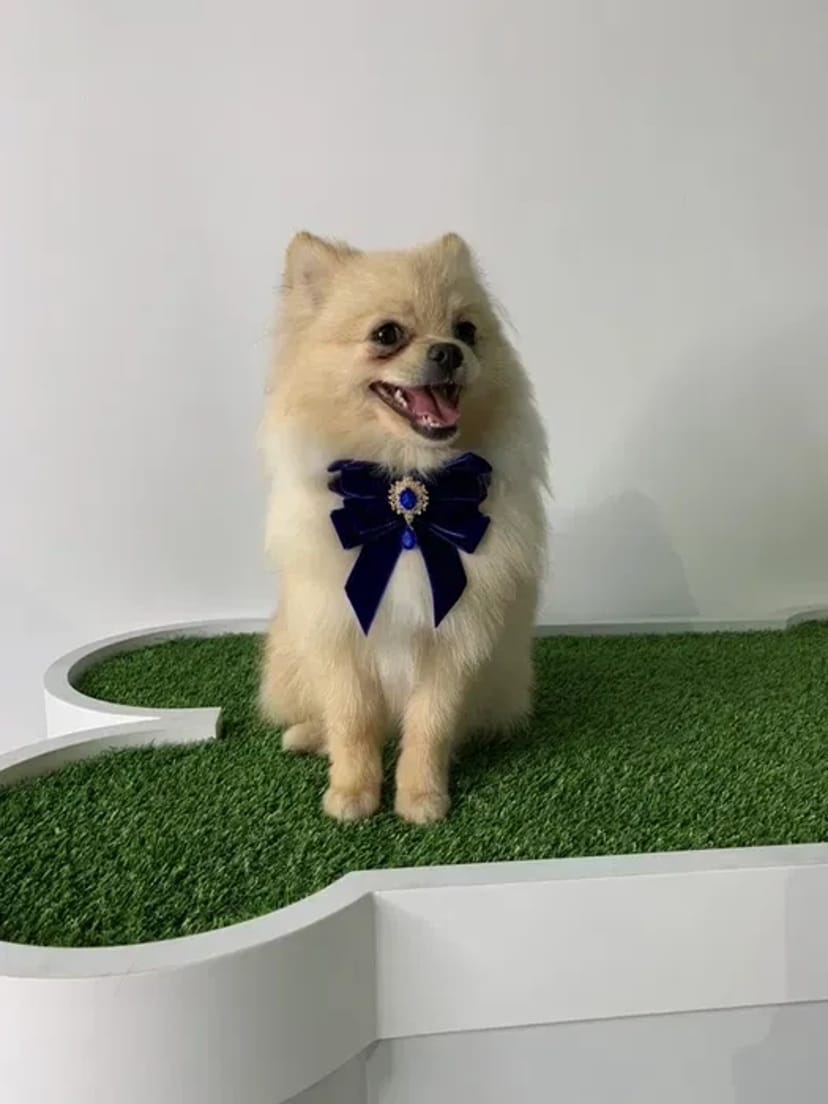 Грумінг Березняки: Стрижка собак та котів. Професійно та з любов'ю