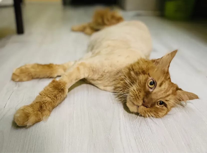 Грумінг Березняки: Стрижка собак та котів. Професійно та з любов'ю