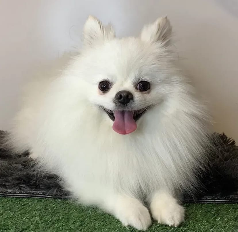 Грумінг Березняки: Стрижка собак та котів. Професійно та з любов'ю