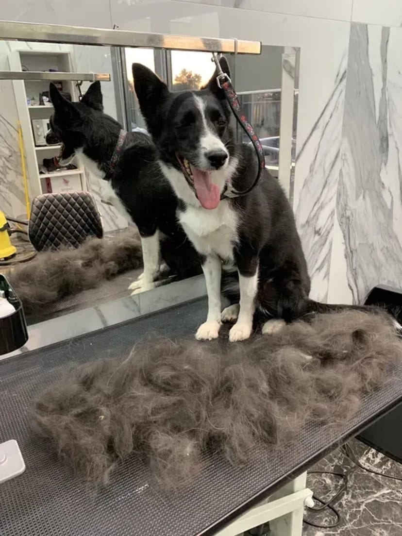 Грумінг Березняки: Стрижка собак та котів. Професійно та з любов'ю