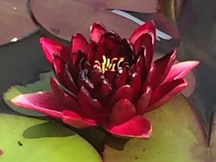 Ландшафтні роботи