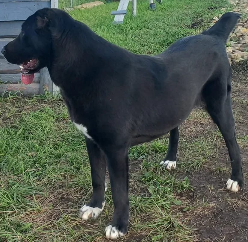 Перетримка Собака"Кінологічна ШКОЛА"