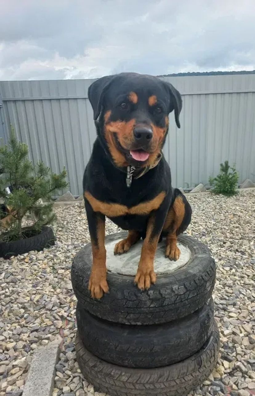 Перетримка Собака"Кінологічна ШКОЛА"