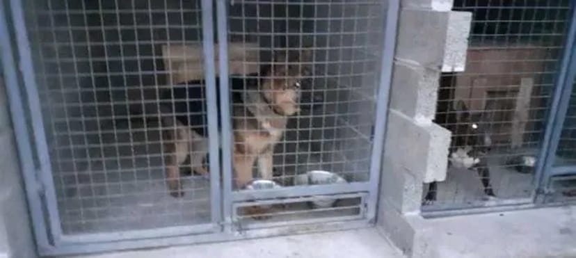 Перетримка Собака"Кінологічна ШКОЛА"