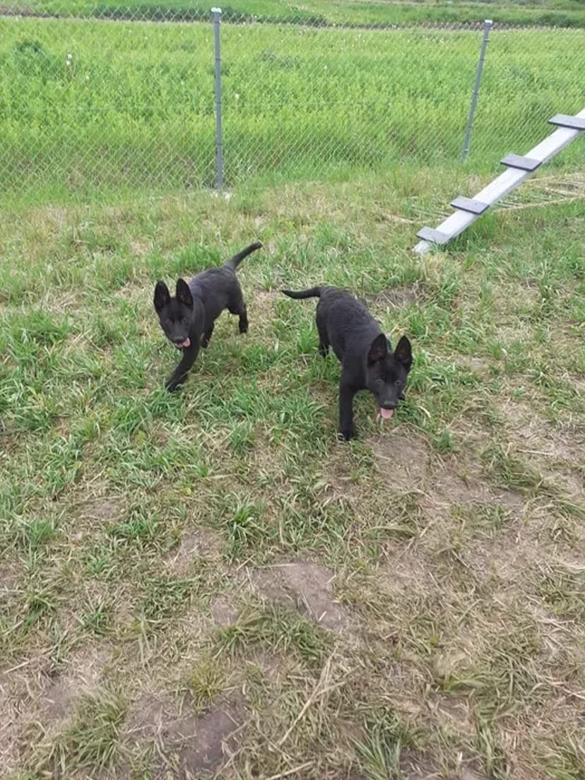 Перетримка Собака"Кінологічна ШКОЛА"