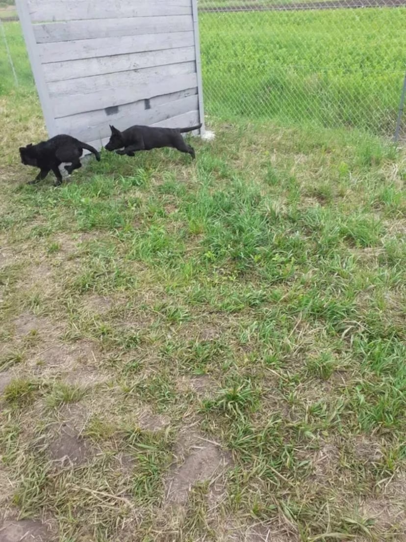 Перетримка Собака"Кінологічна ШКОЛА"