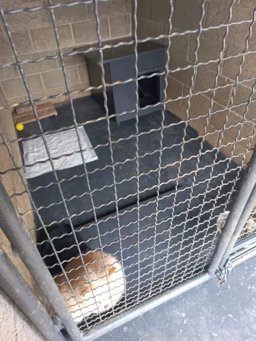 Перетримка Собака"Кінологічна ШКОЛА"