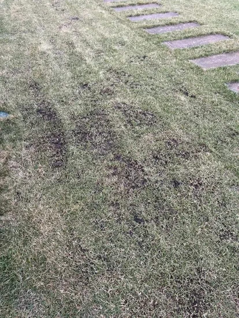 Аератор/скарифікатор alko