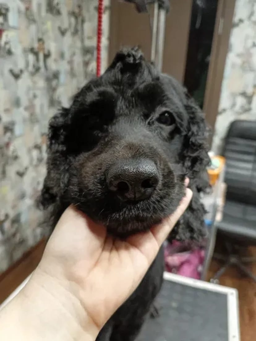 Груминг в Хортицком районе: Забота о вашем любимце