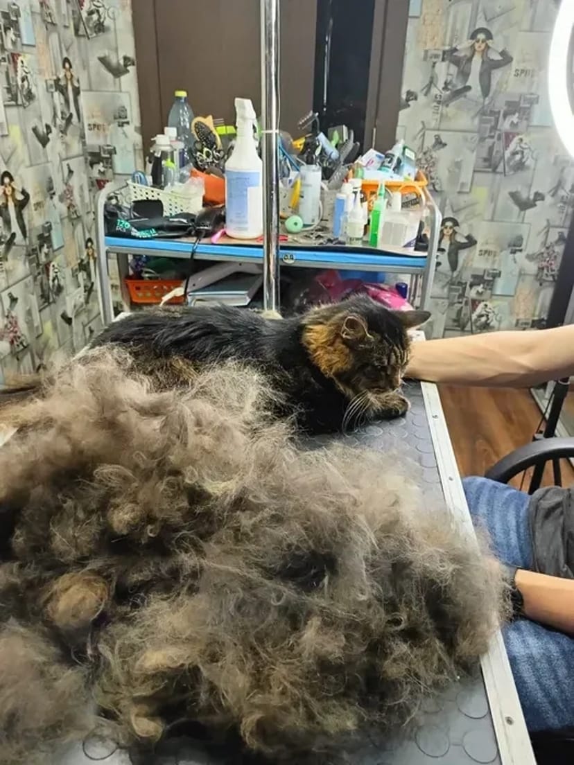 Груминг в Хортицком районе: Забота о вашем любимце