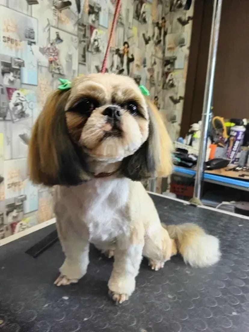 Груминг в Хортицком районе: Забота о вашем любимце