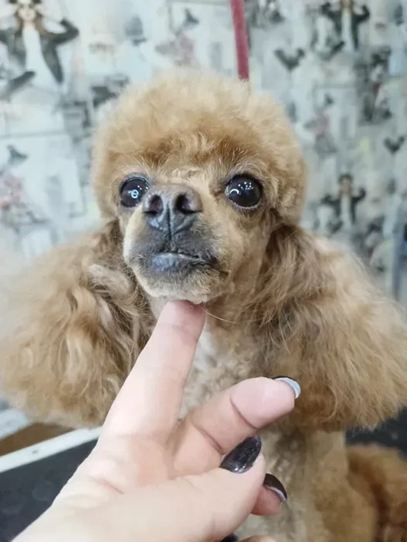 Груминг в Хортицком районе: Забота о вашем любимце